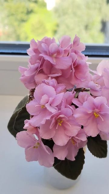 Hunter's Touch of Class #flowers #plants #violet #цветы #минифиалки #цветени? смотреть онлайн