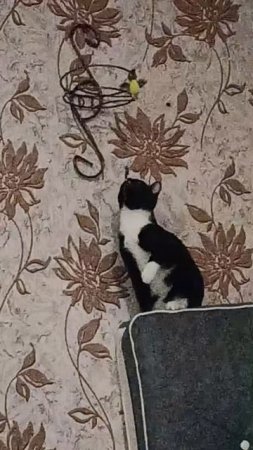 Котейка мамы