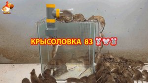Крысоловка вариант (83) 🐀 Как сделать крысоловку своими руками и поймать кучу крыс 🐀🐁🐀