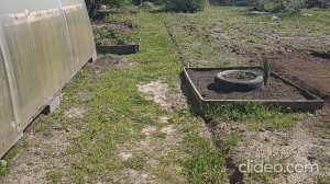 Борьба с Одуванчиками 2.0.,  Пашем Картофельное поле и Садим Картофель сезона 2025