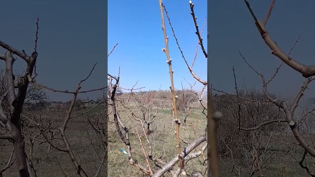 Обрезка персикового сада и саженцев.