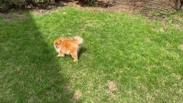 Наша шпиц Магдалина - с нами уже 5 лет/20.04.24 12:45 смотреть онлайн