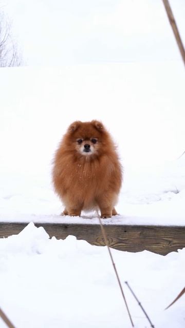 Что делать если собака доминирует? смотреть онлайн