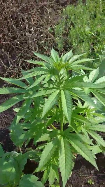 Посадил семена 2 | Которые собрал из fem сорта Blueberry смотреть онлайн