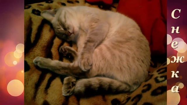 снежка 1 смотреть онлайн