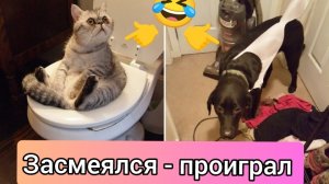 Смешные видео | приколы с животными #3