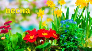 Весна цветы тюльпаны - красота