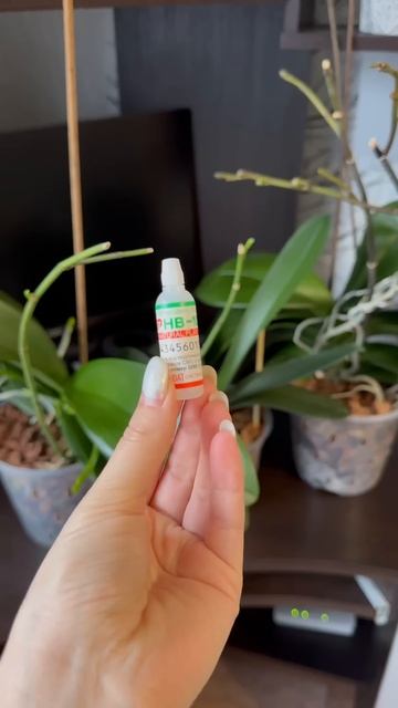 А вы чем поливаете орхидеи после пересадки? #орхидеи #о смотреть онлайн