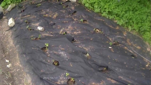 КАК ЛУЧШЕ ПОСАДИТЬ САЖЕНЦЫ СОРТОВОЙ КЛУБНИКИ НА ЧЁРНОЕ АГРОВОЛОКНО.