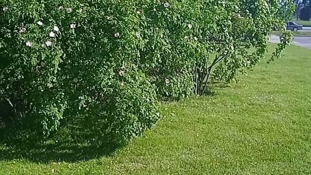 Красивые деревья и кусты #деревья