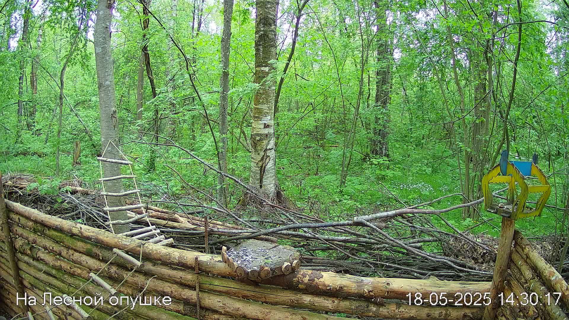 Весений лес онлайн   #Relaxing #природа #звуки леса #птицы  #погода