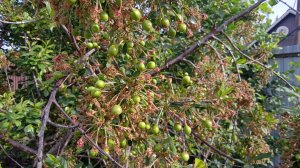 Будем ждать урожая