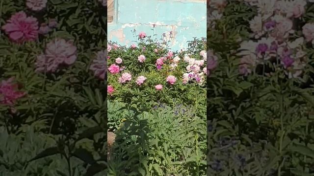 пионы чайная роза очень касивая клумба обзор сад