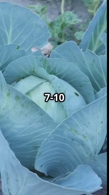 Что посадить в теплице в марте #теплицамарт #посадкивт смотреть онлайн