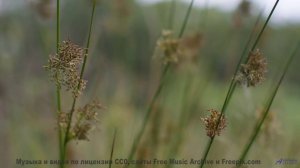 Эти виды + этот бит = бесконечный кайф! - poison control -- kaleidoplasm -- poison control