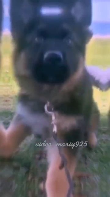 #shorts немец едит живые обои 🐾🤤уривень упал смотреть онлайн