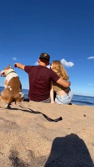Стаффорд мой друг #shorts #staff #amstaff #shortvideo #subscribe