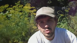 УХОД ЗА ЧЕСНОКОМ, НА КАКУЮ ГЛУБИНУ САЖАТЬ ОЗИМЫЙ ЧЕСНОК