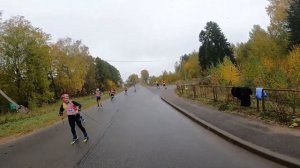 Лыжероллерный марафон 50 км