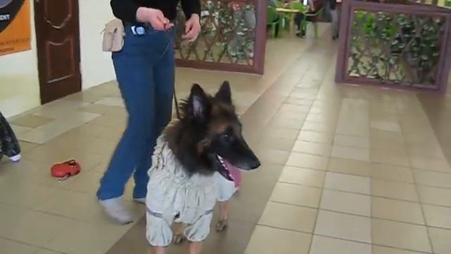 летний комбинезон для малинуа