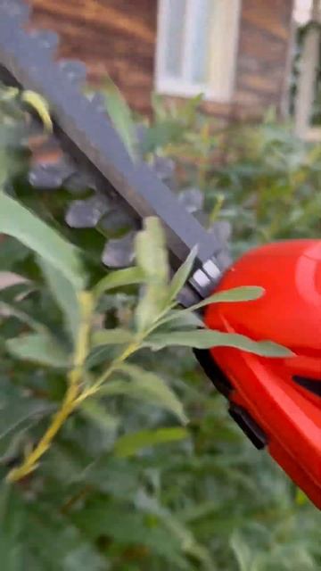 Стрижка живой изгороди из сортовой ивы смотреть онлайн