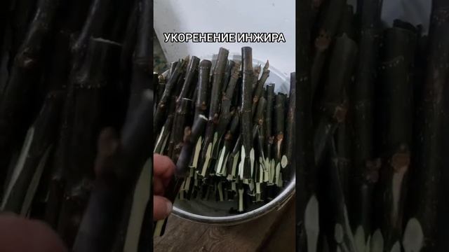 УКОРЕНЕНИЕ ЧЕРЕНКОВ ИНЖИРА! КАК УКОРЕНИТЬ ИНЖИР! смотреть онлайн