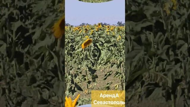 Крым подсолнухи 2024 смотреть онлайн