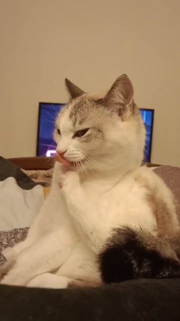 Когда вспомнила, что сегодня ещё не рвала обои. 😏 #cat #к смотреть онлайн