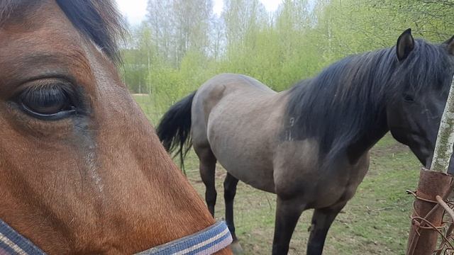 КРАСИВЫЕ ЛОШАДКИ ГУЛЯЮТ НА ЛУГУ