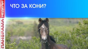 ⚡️ Степи Донбасса рискуют стать лесами! Что ждет Хомутовскую степь в будущем?