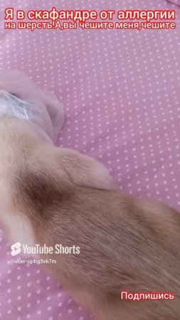 Я в скафандре😂,у меня🐱аллергия на шерсть,а вы чешете меня ‼️