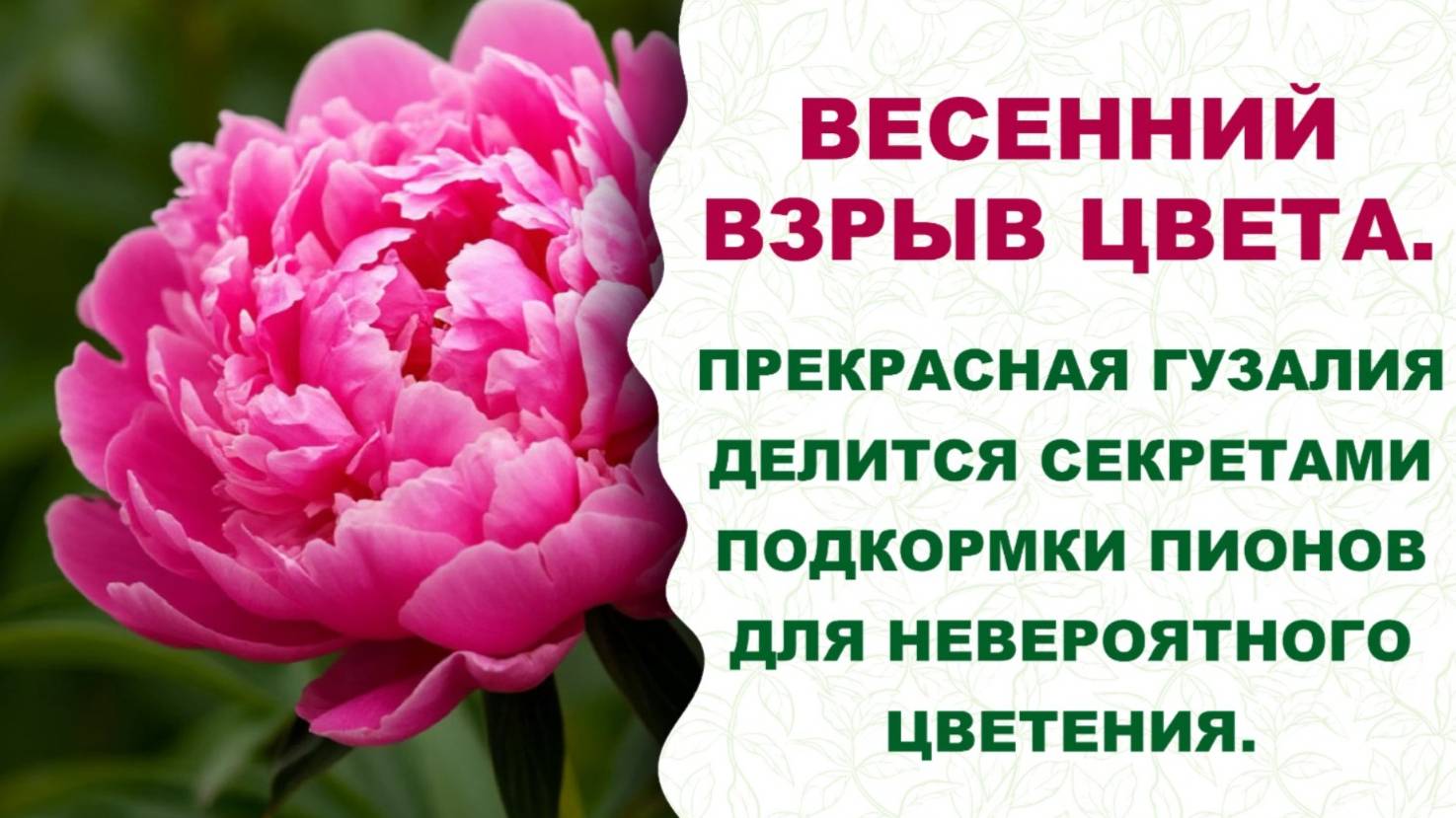 Пионовый рай. Узнайте, какие подкормки творят чудеса с пионами. Прекрасная Гузалия