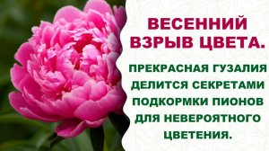Пионовый рай. Узнайте, какие подкормки творят чудеса с пионами. Прекрасная Гузалия