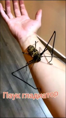 Насекомые на руке