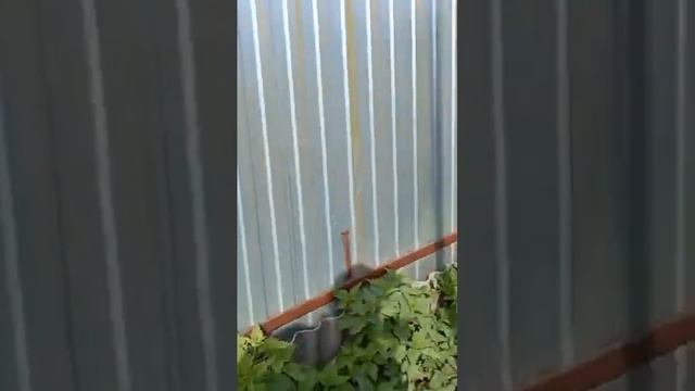 Ремонт двигателя Д-37 трактора Т-40. смотреть онлайн