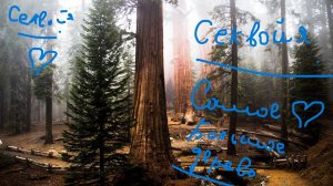 секвойя самое большое дерево в мире