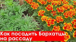 Как посадить Бархатцы на рассаду. В домашних условиях и в открытый грунт