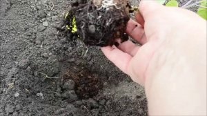 Высаживаем рассаду сладкого перца.