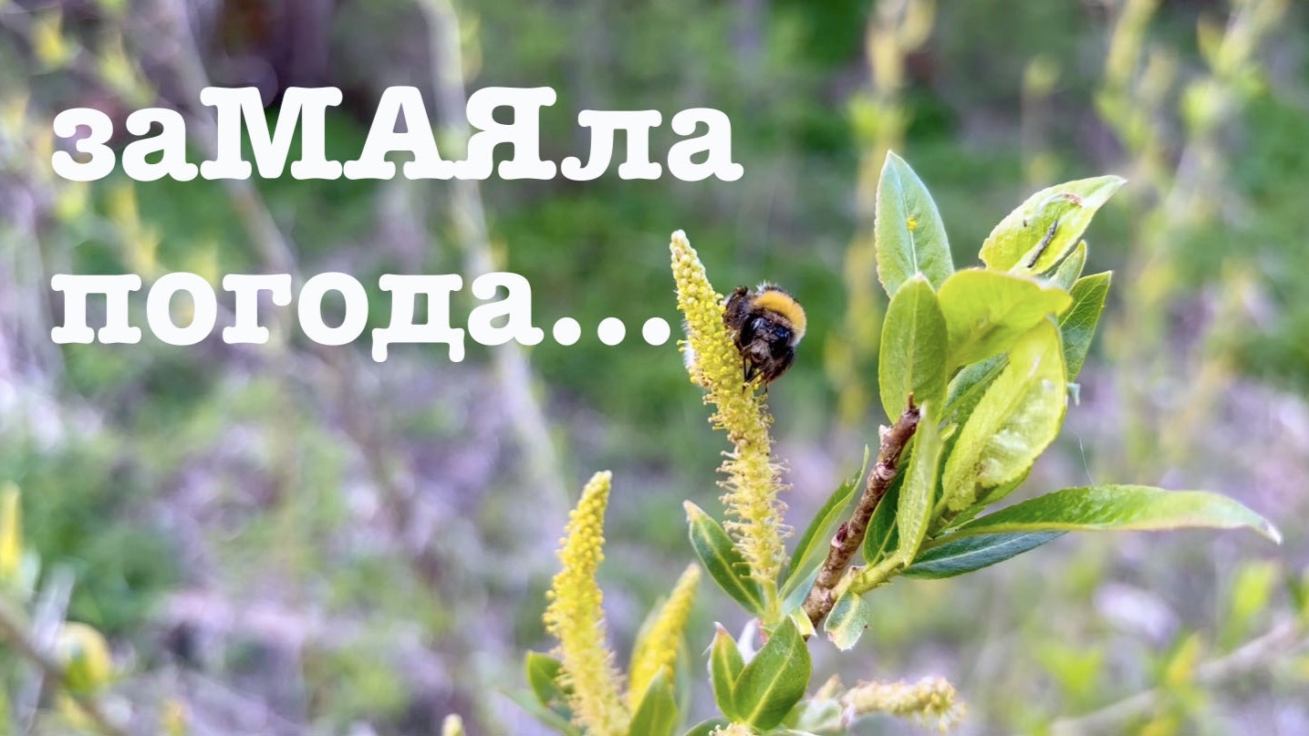 #174. Дождливый май. Обшиваем сарай. [Жизнь на своей земле] смотреть онлайн