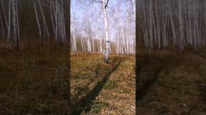 Сбор берёзового сока. Песня " я в весеннем лесу пил берёзовый сок"