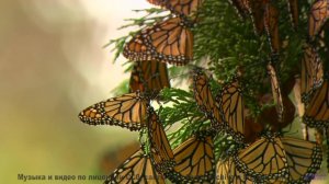 Ты не сможешь дышать, пока не досмотришь до конца! - Clear Progress -- Scott Holmes Music -- Corpora