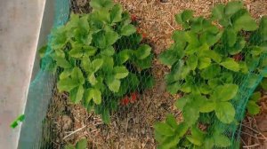 Клубника 🍓 Зефир