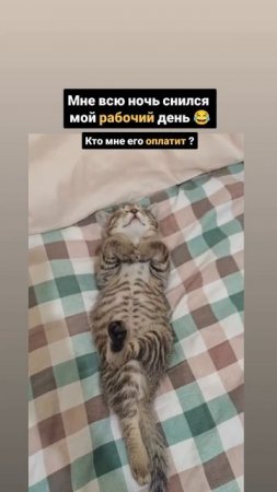 Мне всю ночь снился мой рабочий день