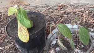 Калина морщинистолистная Viburnum rhytidophyllum