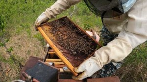 Проверяем пчелопакеты. Как развивается. Что получится.