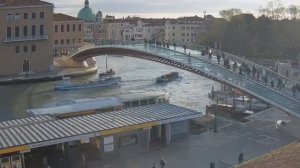 Витекс священный: лечебные свойства, выращивание и ис?