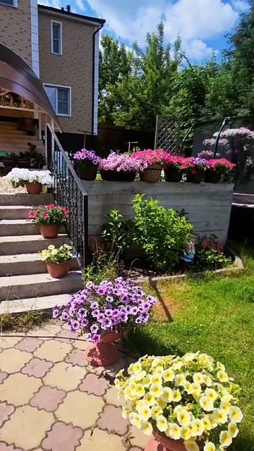 #мойсад #петуния #петунии #цветывкашпо смотреть онлайн