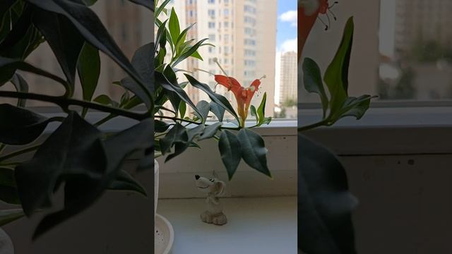 Эсхинантус Прекрасный. Размножение.Уход. смотреть онлайн