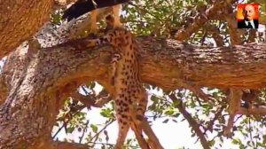 Сервал – сила и грация африканских диких кошек. Сервал в деле