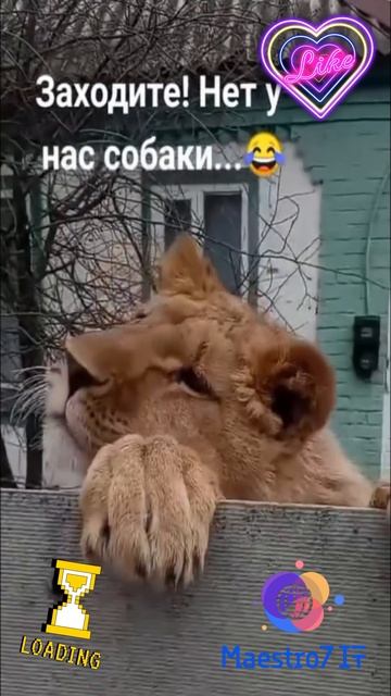💡 Заходите, у нас нет собаки ...